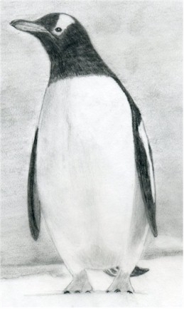 Cách vẽ chim cánh cụt 