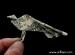 Cách xếp tiền thành hình con công theo phong cách Origami