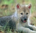 Bộ sưu tập desktop wallpaper với những chú chó sói dễ thương