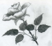Vẽ hoa hồng đơn giản theo 2 cách