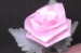 Cách làm hoa hồng từ ruy băng
