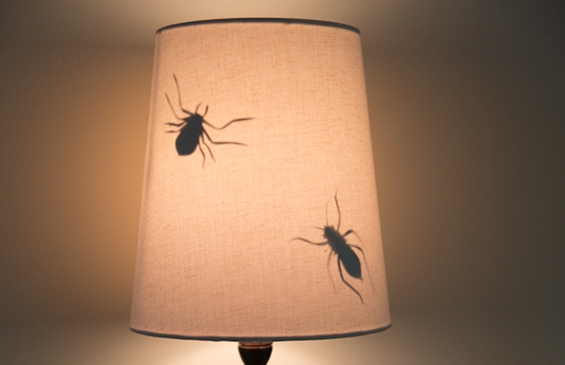 Trang trí đèn ngủ ấn tượng với hình côn trùng cho Halloween