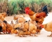 Một số bệnh thường gặp ở gà thả vườn