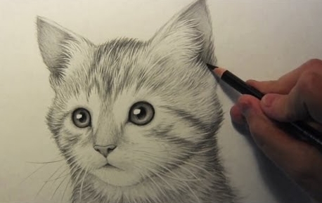 dạy vẽ con mèo bằng bút chì