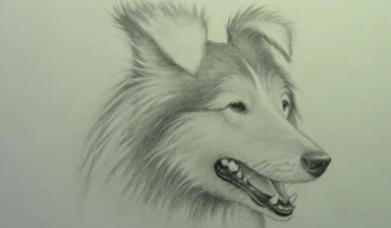 Vẽ chú chó bằng bút chì 