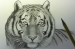 Cách vẽ con hổ