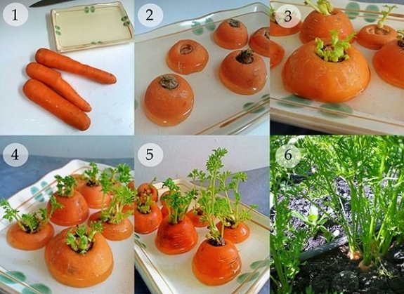Cách trồng 8 loại rau vô cùng đơn giản