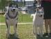  Cách phân biệt chó Alaska và Husky