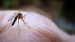 Tuyệt chiêu đuổi muỗi mà không dùng hóa chất