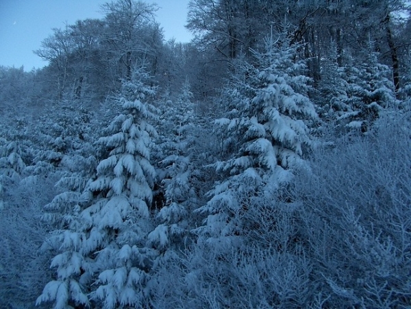 Bộ sưu tập hình nền rừng cây mùa đông 12