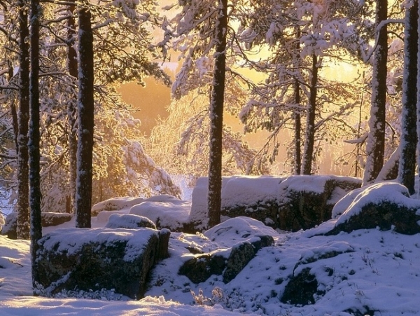 Bộ sưu tập hình nền rừng cây mùa đông 13