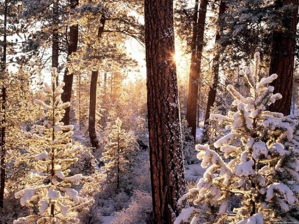 Bộ sưu tập hình nền rừng cây mùa đông 14