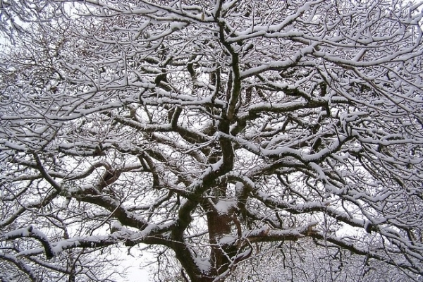 Bộ sưu tập hình nền rừng cây mùa đông 2