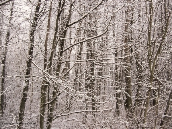Bộ sưu tập hình nền rừng cây mùa đông 4
