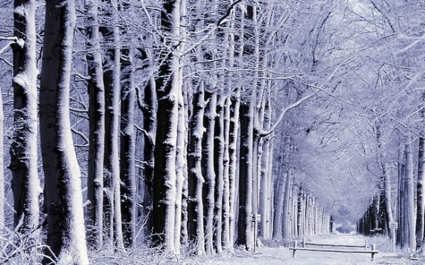 Bộ sưu tập hình nền rừng cây mùa đông 7
