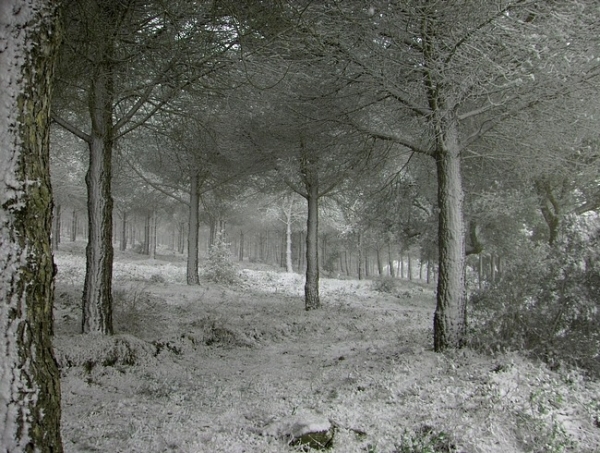 Bộ sưu tập hình nền rừng cây mùa đông 9