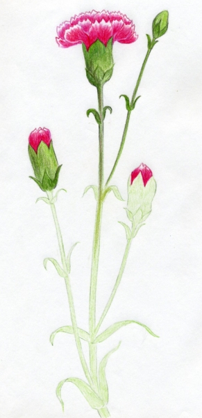 Cách vẽ hoa cẩm chướng 10