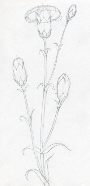 Cách vẽ hoa cẩm chướng 4