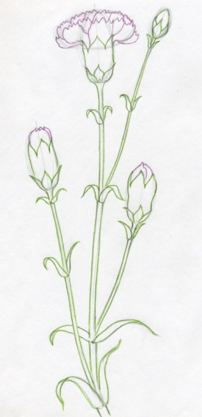 Cách vẽ hoa cẩm chướng 5