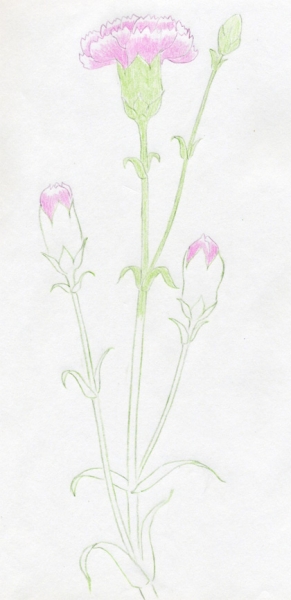 Cách vẽ hoa cẩm chướng 6