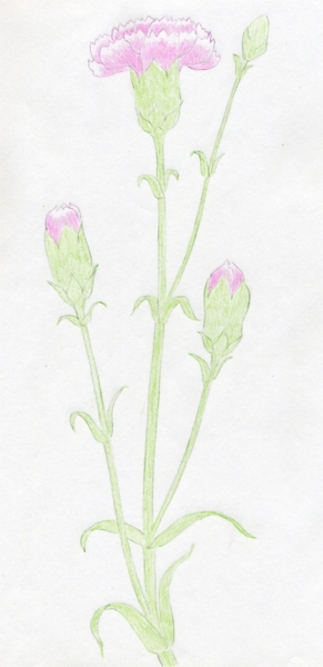 Cách vẽ hoa cẩm chướng 7