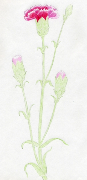 Cách vẽ hoa cẩm chướng 8