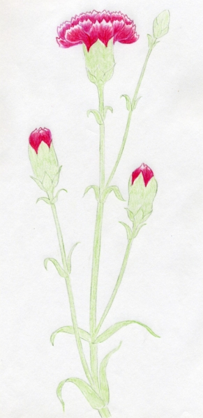 Cách vẽ hoa cẩm chướng 9