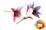 Cách làm hộp quà độc tặng nàng Valentine 3