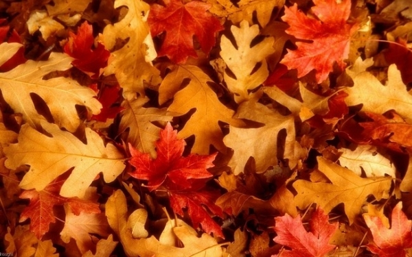 Bộ sưu tập wallpaper lá mùa thu 15