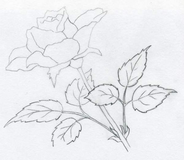 Vẽ hoa hồng đơn giản theo 2 cách 1