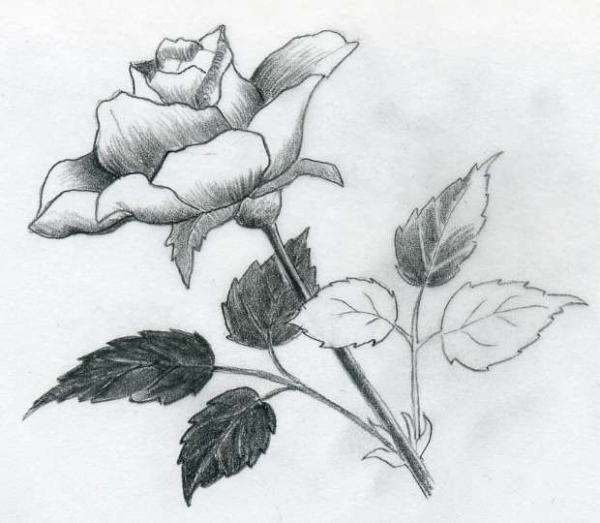 Vẽ hoa hồng đơn giản theo 2 cách 3