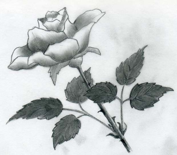 Vẽ hoa hồng đơn giản theo 2 cách 5