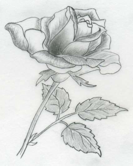 Vẽ hoa hồng đơn giản theo 2 cách 2