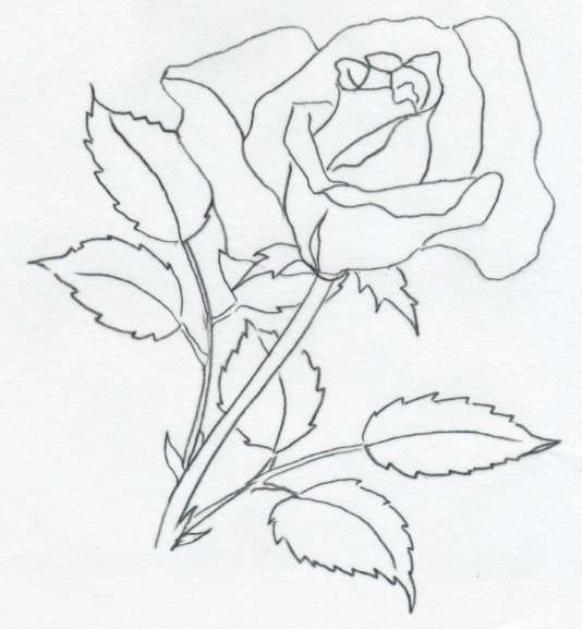 Vẽ hoa hồng đơn giản theo 2 cách 4