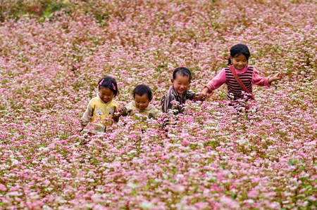 Mùa hoa Tam Giác Mạch ở Xín Mần Hà Giang 9