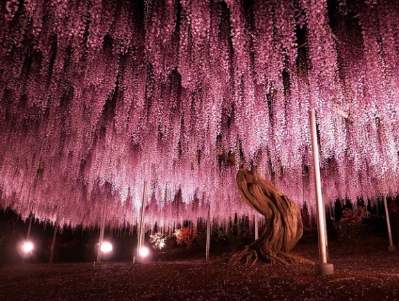 Ngắm hoa tử đằng 144 năm tuổi tuyệt đẹp ở Nhật Bản 1