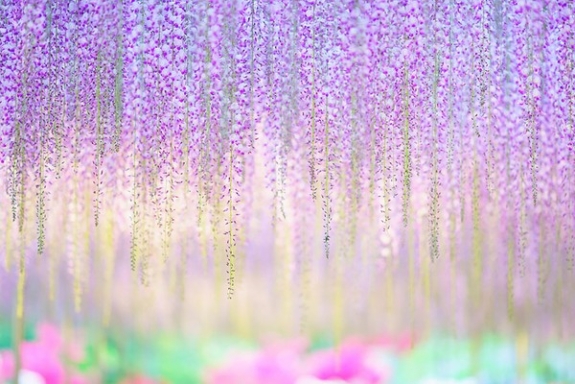 Ngắm hoa tử đằng 144 năm tuổi tuyệt đẹp ở Nhật Bản 10