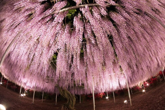 Ngắm hoa tử đằng 144 năm tuổi tuyệt đẹp ở Nhật Bản 11