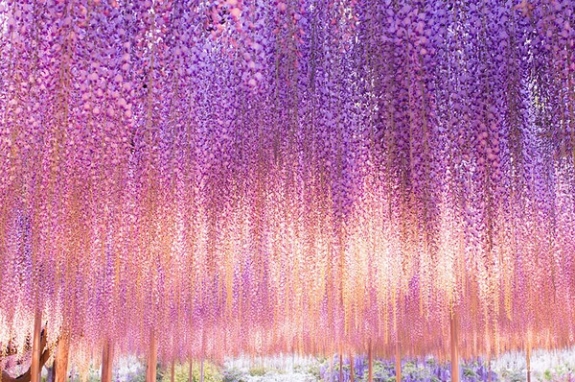 Ngắm hoa tử đằng 144 năm tuổi tuyệt đẹp ở Nhật Bản 3