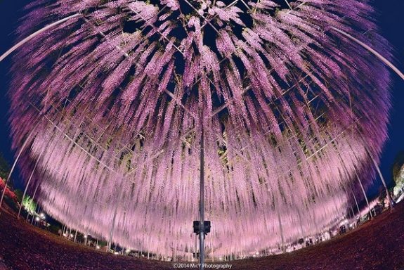 Ngắm hoa tử đằng 144 năm tuổi tuyệt đẹp ở Nhật Bản 4