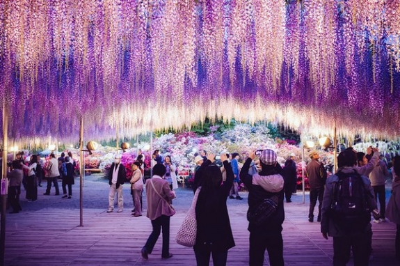 Ngắm hoa tử đằng 144 năm tuổi tuyệt đẹp ở Nhật Bản 6