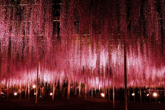 Ngắm hoa tử đằng 144 năm tuổi tuyệt đẹp ở Nhật Bản 7