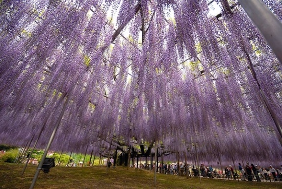 Ngắm hoa tử đằng 144 năm tuổi tuyệt đẹp ở Nhật Bản 8