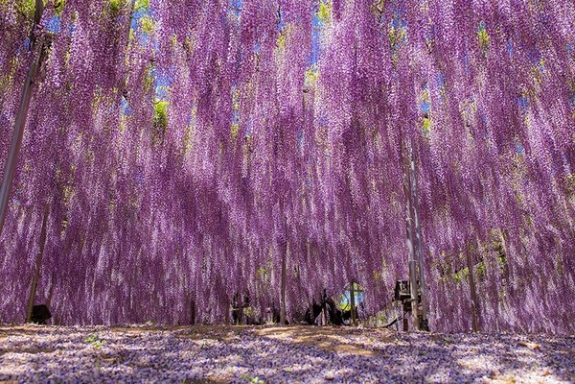 Ngắm hoa tử đằng 144 năm tuổi tuyệt đẹp ở Nhật Bản 9