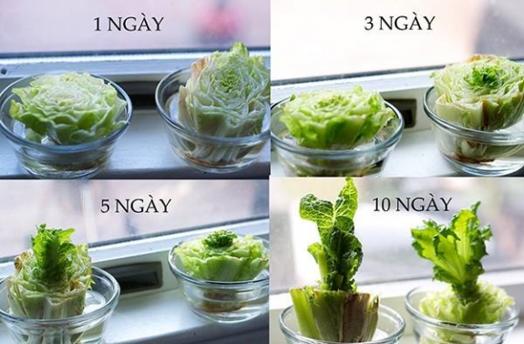 Cách trồng 8 loại rau vô cùng đơn giản 7
