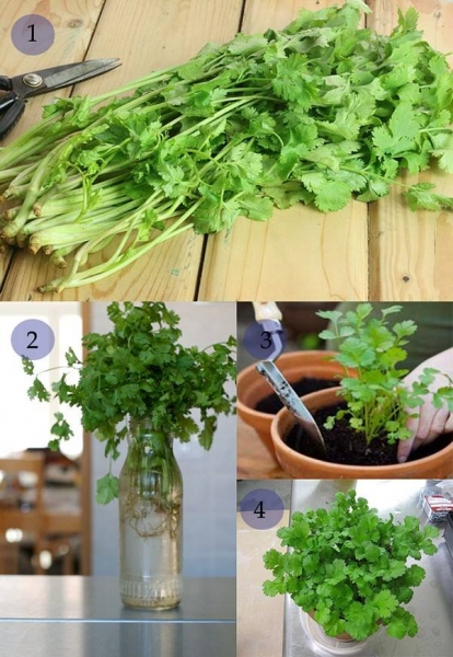 Cách trồng 8 loại rau vô cùng đơn giản 8
